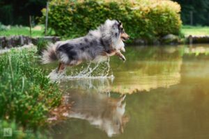 Sheltie Pongo springt ins Wasser