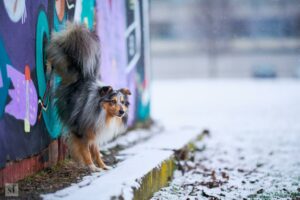 Renate & Pongo Sheltie Schnee Grafitti