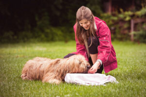 Mensch-Hund-Bindung, Trick-Training, Tricksen, Tricktraining, Trick-Kurs, Trickkurs, Beschäftigung, Hund, Briard, Kopf ablegen, Kopfarbeit, Auslastung
