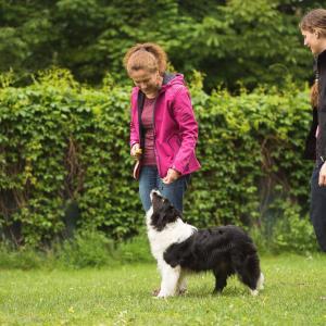 Skyla Border Collie Tricktraining Einzeltraining