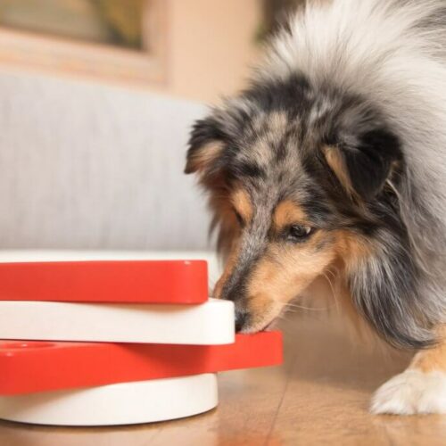 freies Training, Gehirnjogging, Hund, Nasenarbeit, geistige Auslastung, Train the brain, Sheltie, Intelligenzspiel