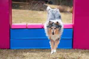 Agility Sheltie Sprung Mauer