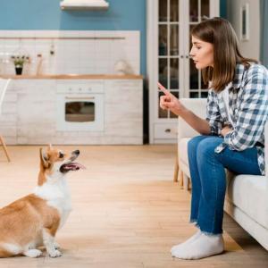 Hunde-Volksschule mit persönlichem Coaching [Digital]