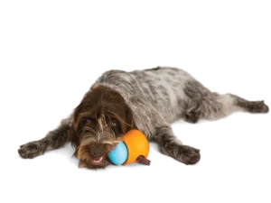 Zogoflex-Toppl- Hunde-Intelligenzspielzeug - Hund kaut