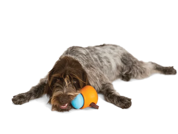 Zogoflex-Toppl- Hunde-Intelligenzspielzeug - Hund kaut